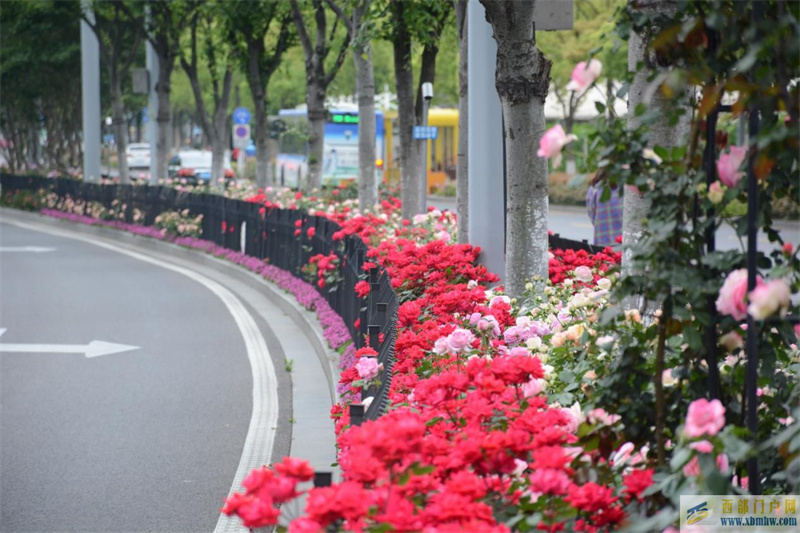 一路花香，江北“月季大道”已如約上線(圖1)