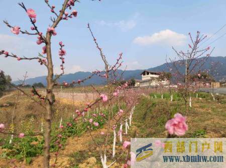 春游川渝丨看早櫻、觀桃花、賞油菜花……北碚區邀你體驗“...(圖3)