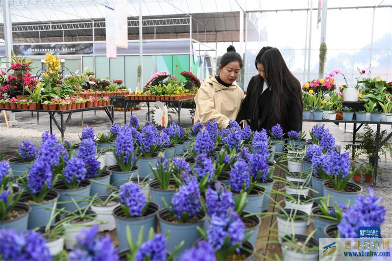 重慶渝北：現代農林產業園顯效益(圖1)