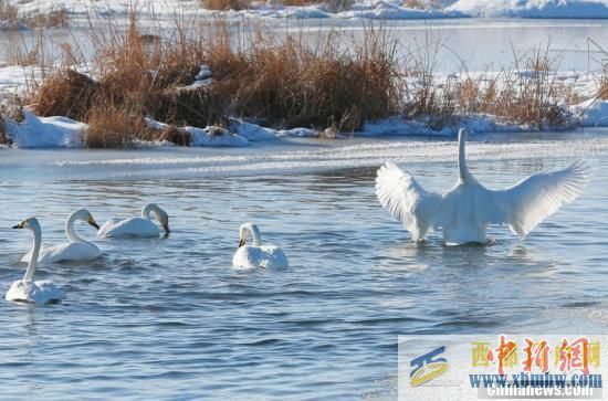 新疆哈密：高家湖濕地天鵝雪地起舞(圖1)