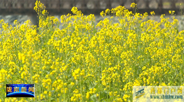 隴南：油菜花開春意濃(圖3)