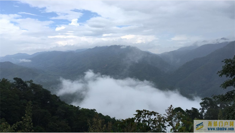 普洱就夠香了，陳放6年出棗香的布朗山普洱該有多香(圖8)