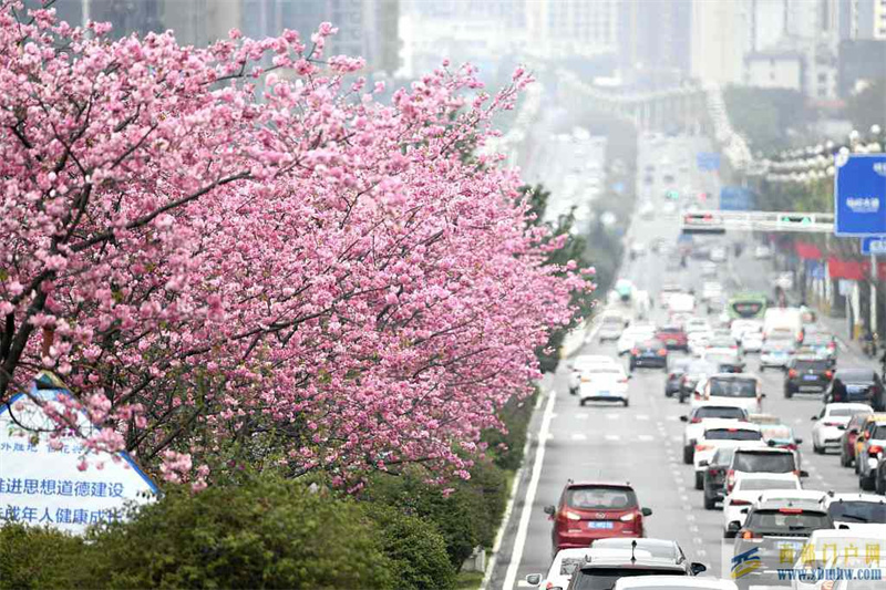 貴州黔西南：櫻花爛漫?都市春意盎然(圖1)