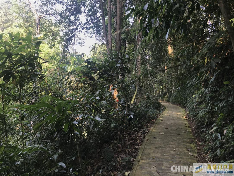 走進中國科學院西雙版納熱帶植物園(圖3)