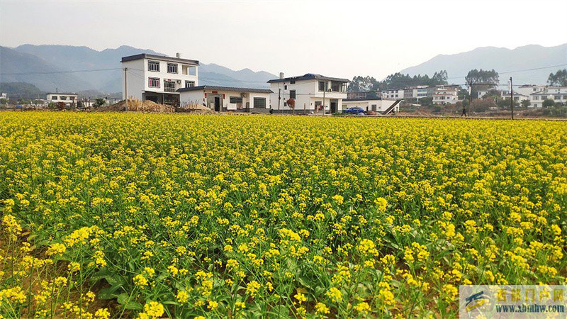 廣西賀州：油菜花開滿眼春(圖1)