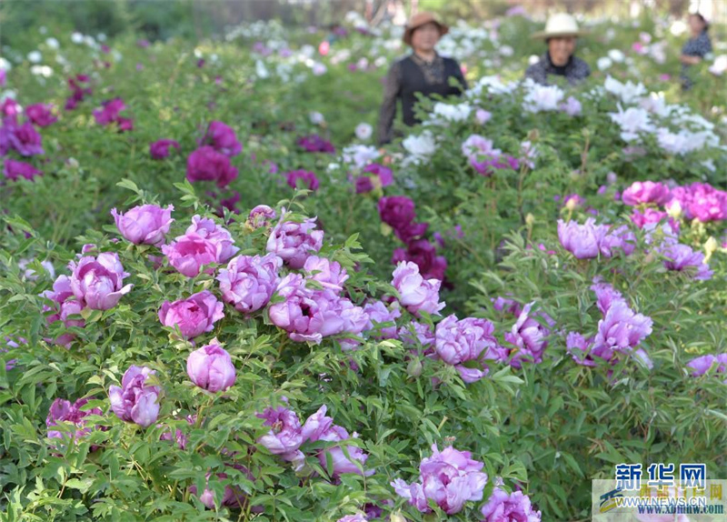 甘肅臨夏：牡丹花迎八方客(圖1)