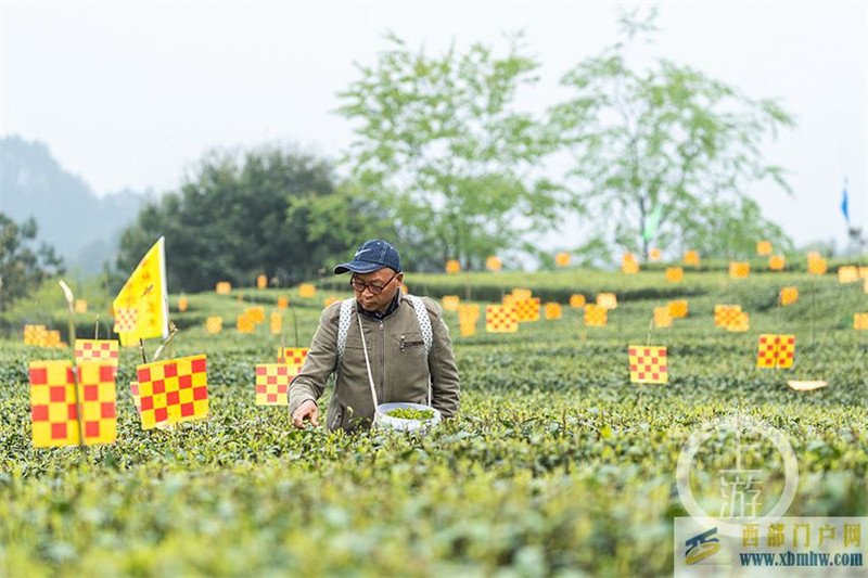 重慶南川：茶園披上“黃金甲”(圖1)