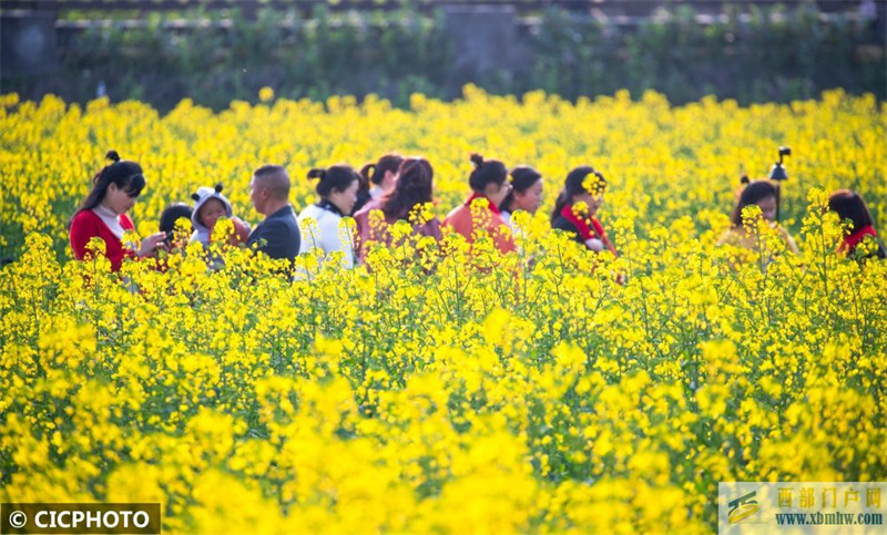 重慶南川：油菜花開“醉”客來(圖1)