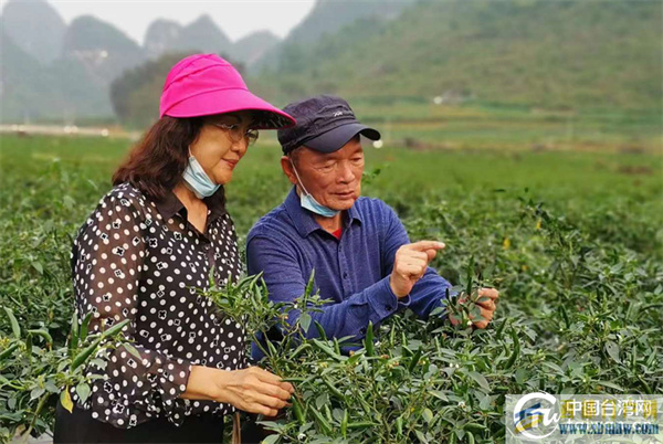 “火辣辣”的兩岸情緣廣西臺胞深耕祖國大陸獲評全國五好家庭(圖1)