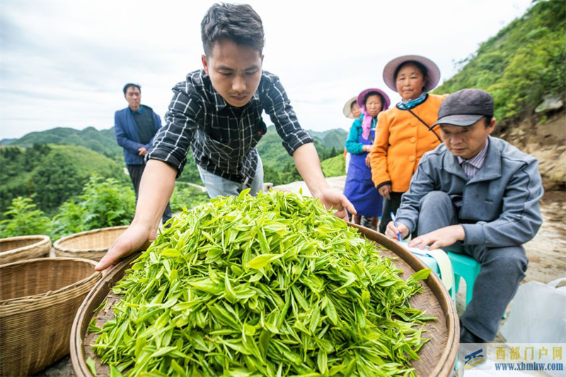 貴州畢節：烏蒙茶香(圖3)