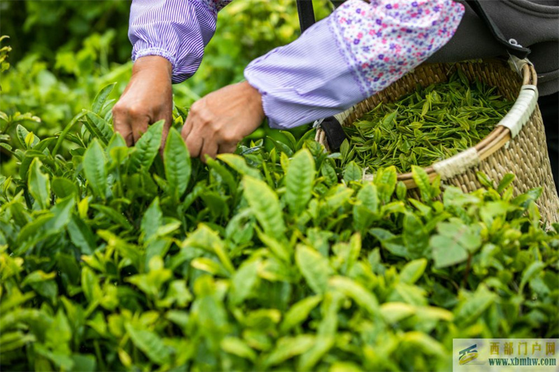 貴州畢節：烏蒙茶香(圖4)