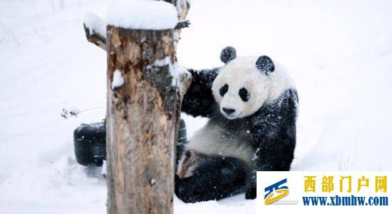 阿壩“海歸”大熊貓雪中玩耍，萌態(tài)十足(圖3)