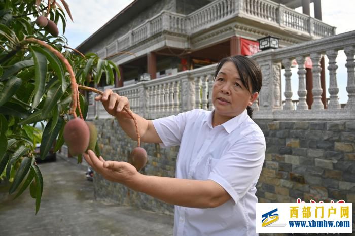 廣西女村醫跨界種植芒果帶富一方冀百色芒果走出國門(圖1)