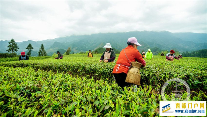 豐收景象！酉陽高山云霧茶進入采摘期(圖1)