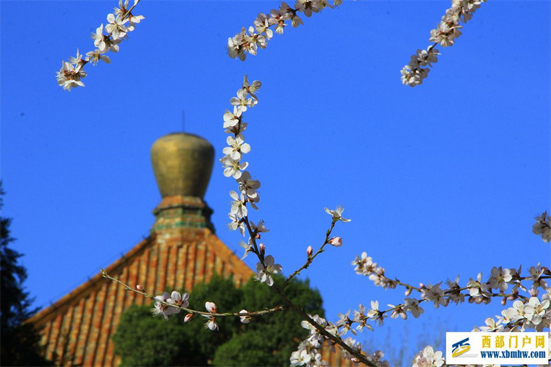 北京：北海公園春色美(圖1)