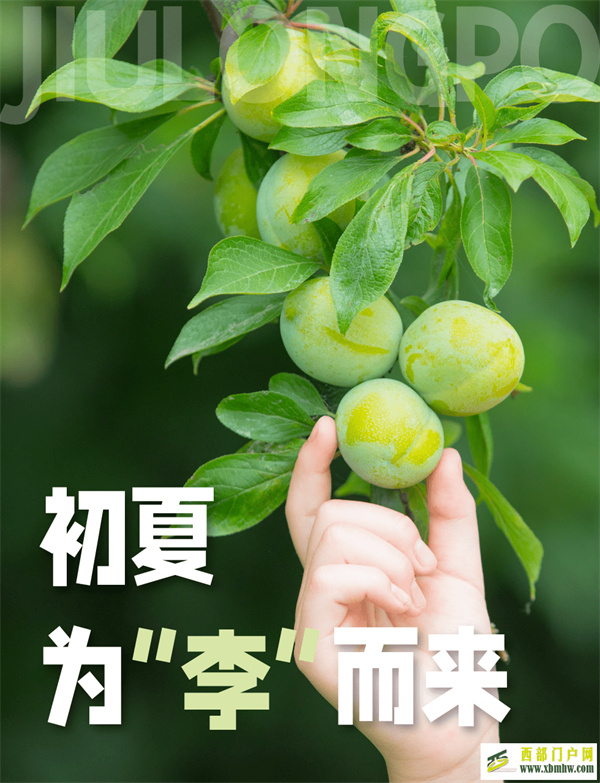 初夏！來九龍坡遇見青而不澀的“李”~(圖1)