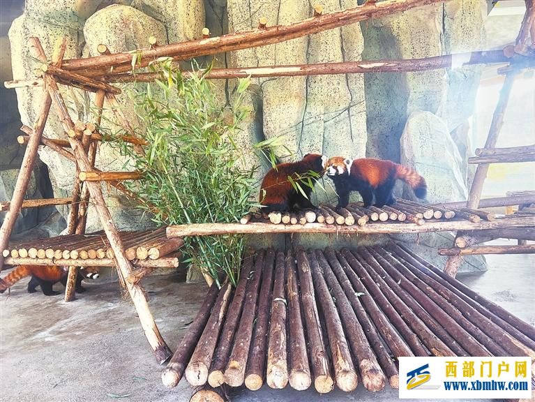 有空調通暖氣——蘭州野生動物園的動物這樣過冬(圖1)