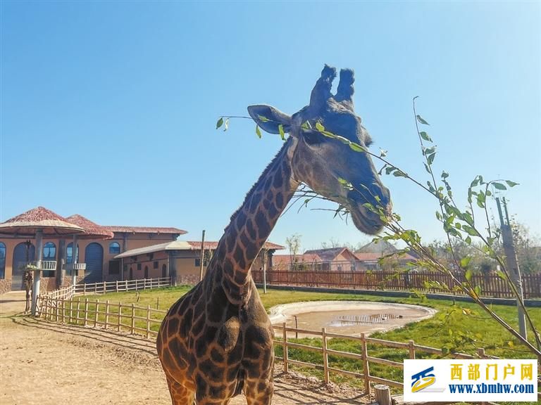 有空調通暖氣——蘭州野生動物園的動物這樣過冬(圖3)