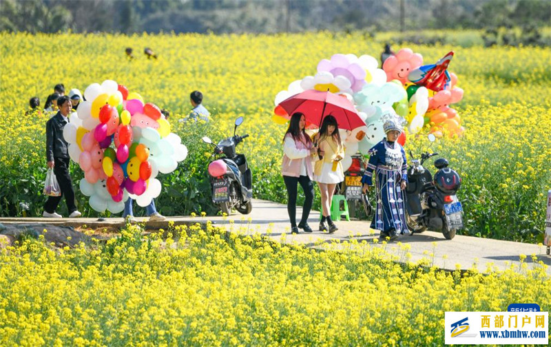 油菜花開春意濃(圖1)