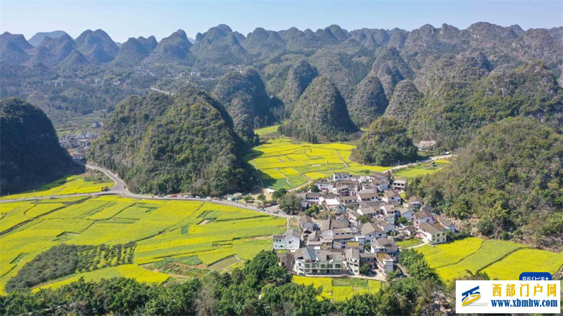 油菜花開春意濃(圖3)