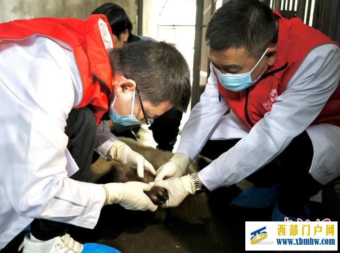 重慶大熊貓軟組織損傷 動物園借助園外醫療設備聯合醫療專家會診(圖5)