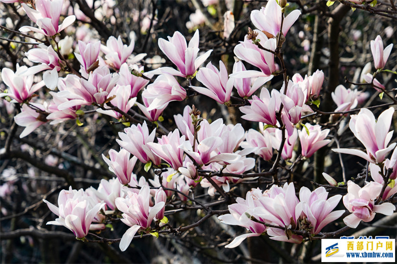 云南昆明：玉蘭花開(kāi)俏枝頭(圖3)