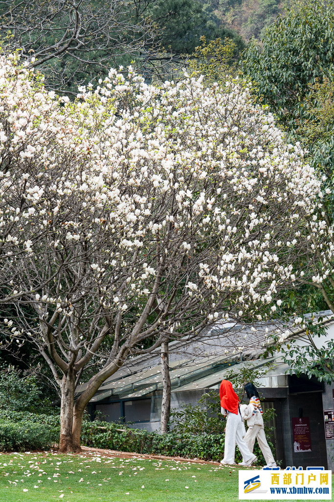 云南昆明：玉蘭花開(kāi)俏枝頭(圖6)