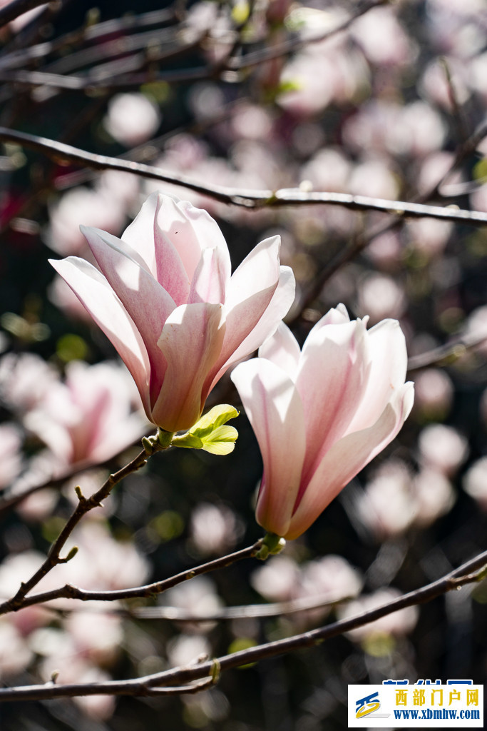 云南昆明：玉蘭花開(kāi)俏枝頭(圖7)