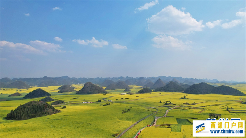 “賞花專列”開進云南羅平油菜花海(圖3)