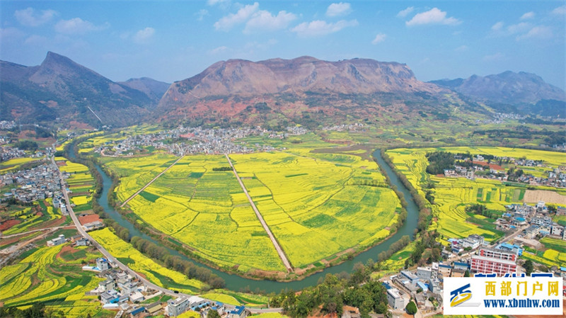 “賞花專列”開進云南羅平油菜花海(圖6)