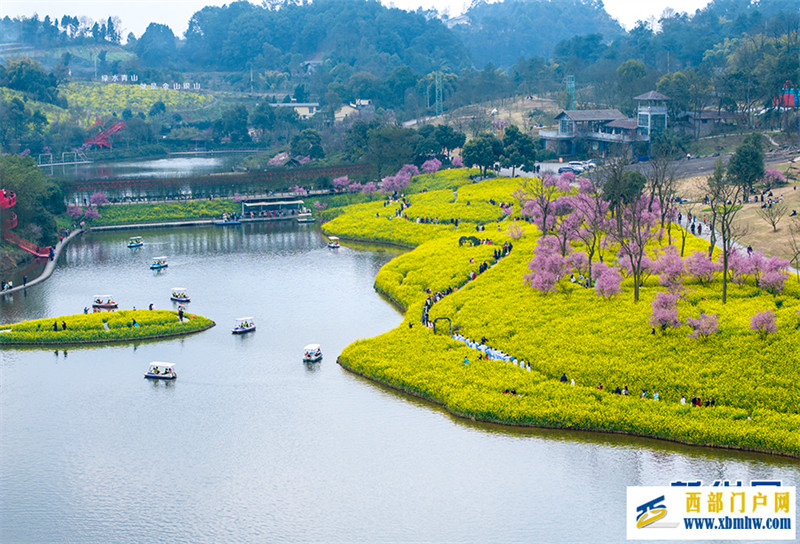 重慶巴南：花海踏春景如畫(圖1)