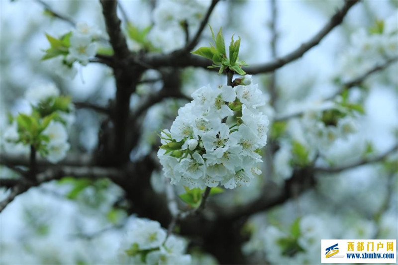 四月來(lái)陜西眉縣赴一場(chǎng)櫻花之約(圖2)