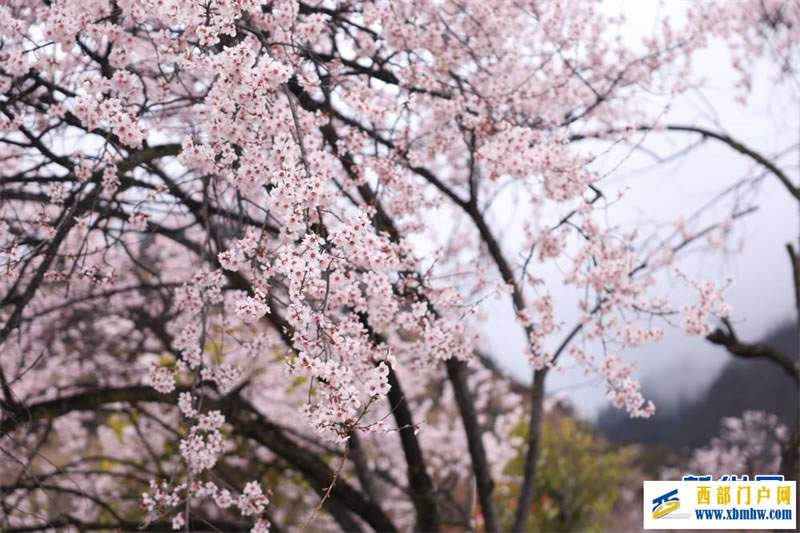 西藏林芝桃花節(jié)開幕：一起“桃”醉高原春天里(圖7)