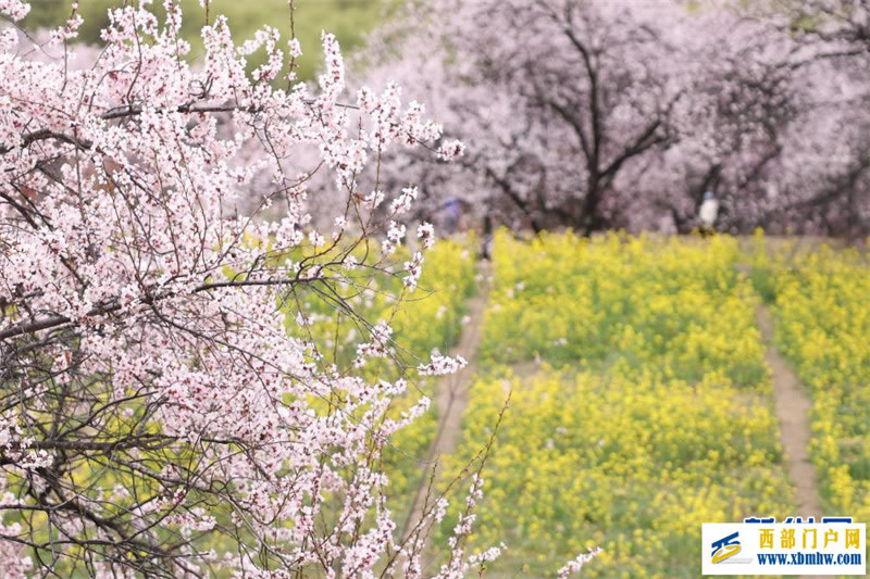 西藏林芝桃花節(jié)開幕：一起“桃”醉高原春天里(圖8)