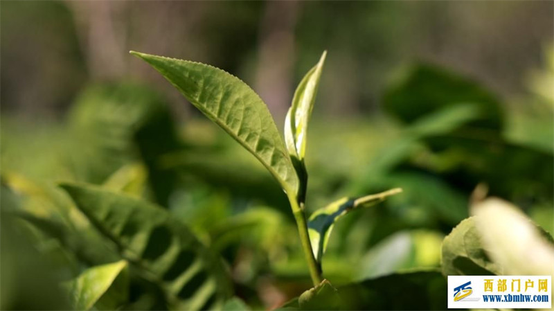 以茶入饌！到云南普洱“吃茶”(圖1)