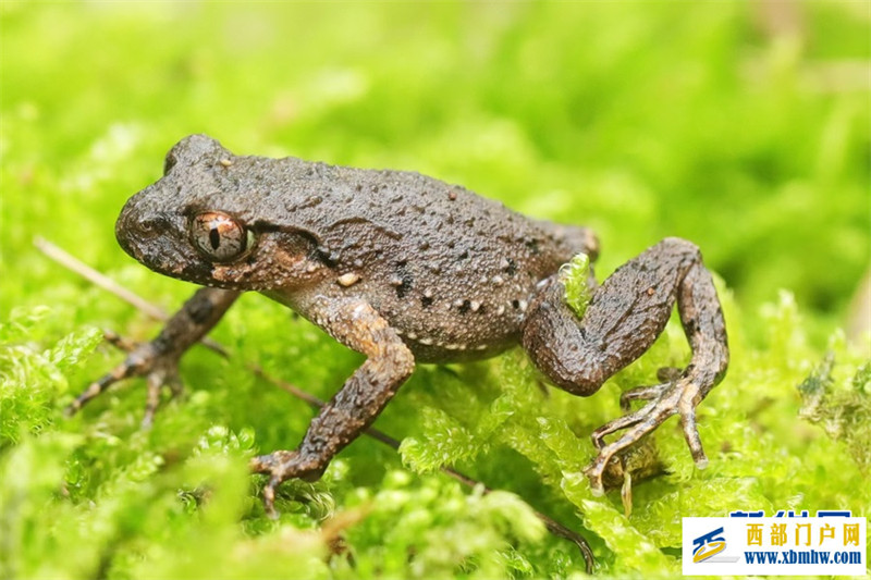 重慶現(xiàn)有野生維管植物近6000種 陸生野生脊椎動物800余種(圖2)