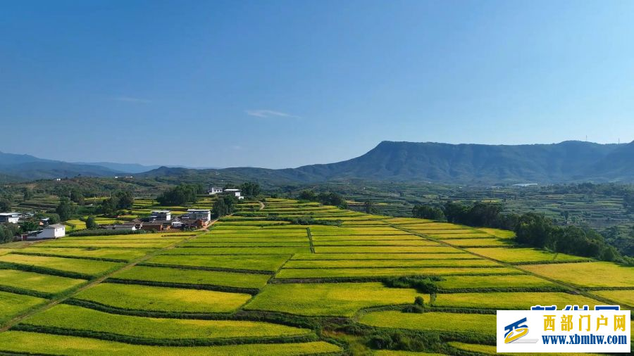 云南永仁“幸福里”水稻基地迎豐收(圖2)