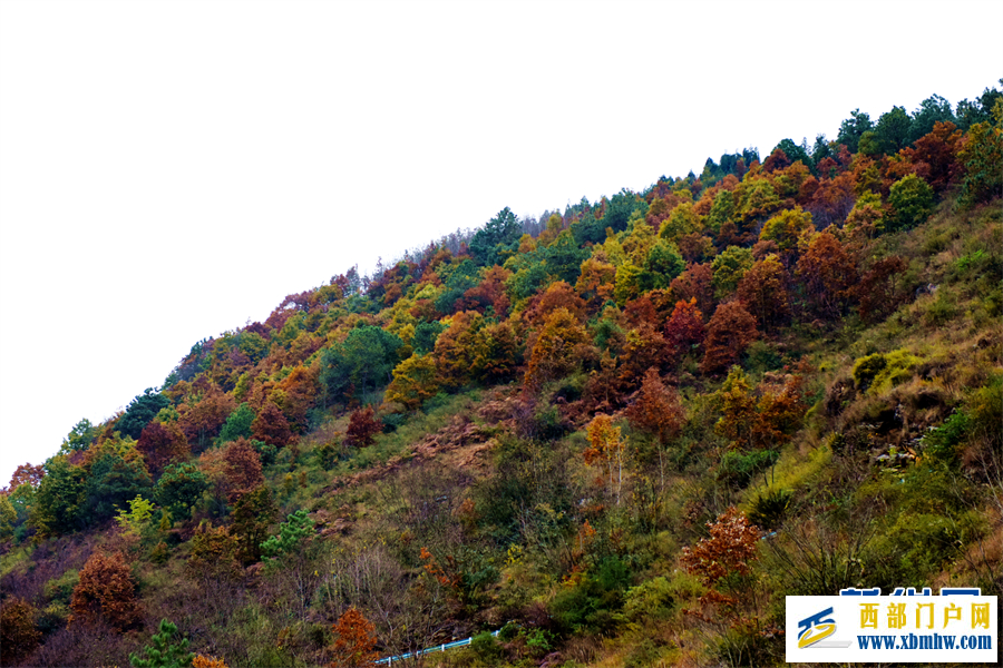 六盤水鐘山區： 紅葉滿山 冬景如畫(圖4)