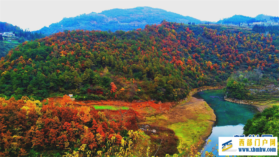 六盤水鐘山區： 紅葉滿山 冬景如畫(圖6)