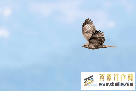 在成都｜從晨曦到夜色，感受生態之城的綠色脈搏(圖13)