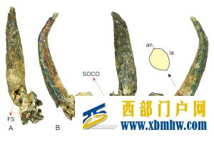 云南發(fā)現(xiàn)600萬年前牛族新物種(圖1)